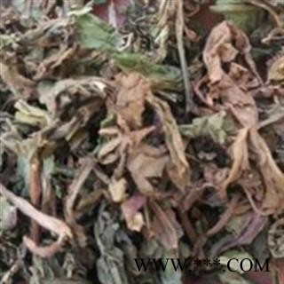 蒲公英 蒲公英绿色统货 产地 安徽省图2