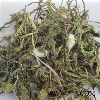 蒲公英 野生蒲公英绿色统货 产地 河南省图2