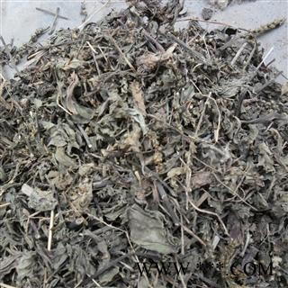 车前草 统 车前草 产地 安徽 批发各种中药材图4