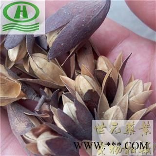 世元药业 香铃子 正品 别称-香椿子 香椿果 椿树花 春尖花 香椿铃 椿树子图2