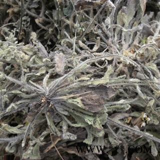 班种草、蓝布群 统 产地 四川省成都市双流县图3