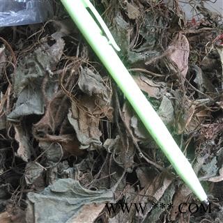 虎耳草 石荷叶、金线吊芙蓉、老虎耳 统 产地 四川省宜宾市筠连县图3