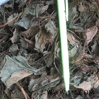 虎耳草 石荷叶、金线吊芙蓉、老虎耳 统 产地 四川省宜宾市筠连县图2