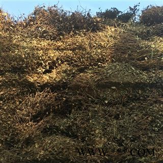 野生 鱼腥草 全草 机压包 2021年新货 产地 四川省图2