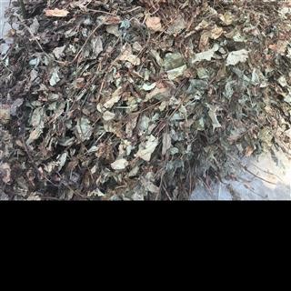 野生 鱼腥草 全草 机压包 2021年新货 产地 四川省图3