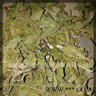 薄荷叶 选 薄荷叶 产地 安徽省 本店批发各种中药材图3