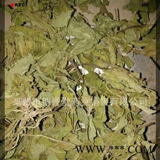 薄荷叶 选 薄荷叶 产地 安徽省 本店批发各种中药材图4