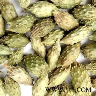 【录建药业】苍耳 生苍耳子 产地 山东省图3