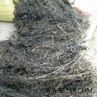 红泽兰 统货 产地 四川省成都市双流县图4