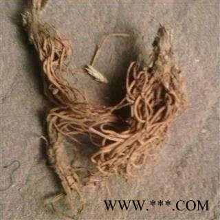 大火草根 白地紫苑 野棉花 打火草 大头翁 华安堂图4