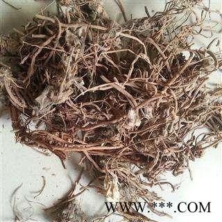 大火草根 白地紫苑 野棉花 打火草 大头翁 华安堂图2