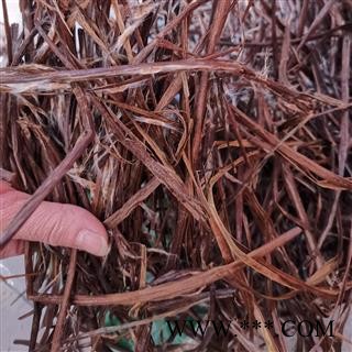 瑞森药材行鼠梓子 梓实 产地湖南图2