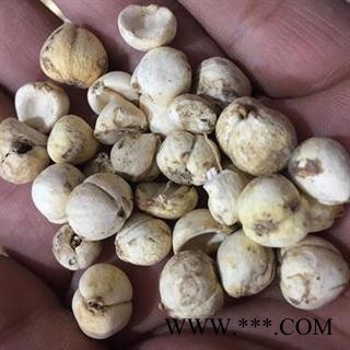 藏贝母 正品保证质量 价格联系客服 华安堂图3