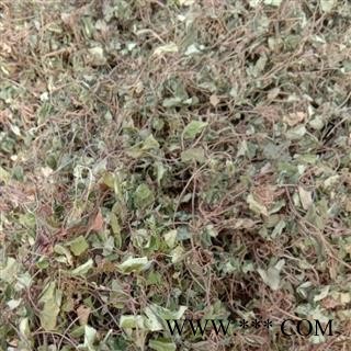 金钱草精品 统 产地 四川省成都市双流县图4