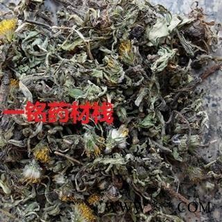 蒲公英 野生蒲公英绿色统货 产地 山东省图2