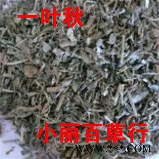 小丽百草行一叶秋 叶底珠图3