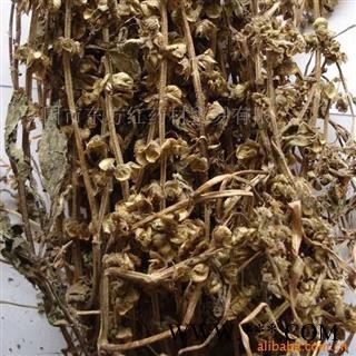 九层塔  九层塔 鸭香  矮糠 香佩兰 统 产地 安徽省 批发各种冷背中草药个子图2