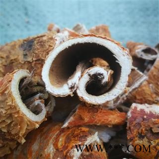 野生桑白皮 统 产地秦岭 陕西省商洛市市辖区图3