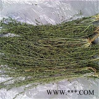 芝春堂中药材批发零售供应冷背正品优质无硫百蕊草百乳草支持验货图3