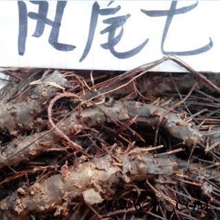 凤尾七 凤凰草 正品 无硫 优质 库存500公斤图1