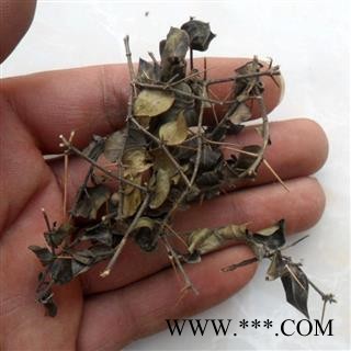 绣花针 中药材虎刺 伏牛花寿星草老鼠刺黄脚鸡图4