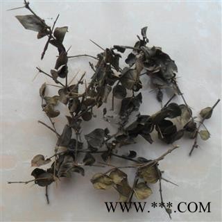 绣花针 中药材虎刺 伏牛花寿星草老鼠刺黄脚鸡图2