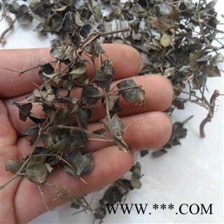 绣花针 中药材虎刺 伏牛花寿星草老鼠刺黄脚鸡图3