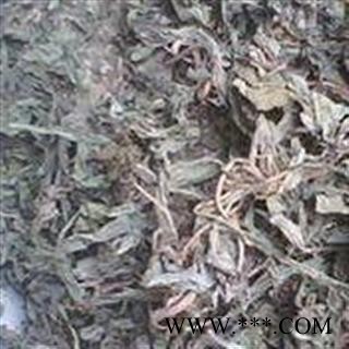 中药材  颠茄草图2