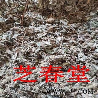 芝春堂 中药材供应兔耳风 兔耳草 兔耳风 一柱香 毛大丁草 兔耳风图4