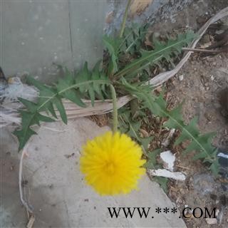 蒲公英 家种蒲公英绿色统货  产地直销  大货与图片一样 干净无杂质产地 山东省图2