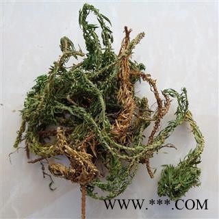 芝春堂 中药材 无硫正品 千层塔 小叶千层塔 蛇足图3