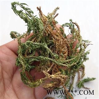 芝春堂 中药材 无硫正品 千层塔 小叶千层塔 蛇足图2