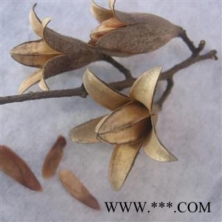 香椿子 香玲子 香椿子 椿树子 金钟子 统 产地 安徽省  批发经营各种冷背中草药个子图2