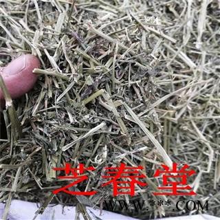 芝春堂 中药材 苜蓿草 金花菜 紫花苜蓿 金叶子 野苜蓿 三叶草图4