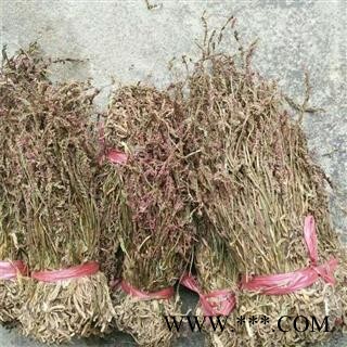 芝春堂 中草药盘龙参 扭兰 镰刀草 海珠草 龙缠柱 盘龙箭猪辽参龙抱柱 支持验货图3