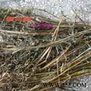 白屈菜 统 产地 辽宁省 批发各种冷背中草药个子图2