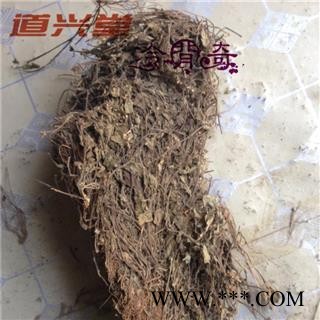 狭叶韩信草 韩信草个 产地 河北省 批发经营各种冷背中草药个子图3