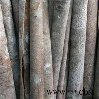 【录建药业】肉桂 带皮长筒 产地 广西壮族自治区图3