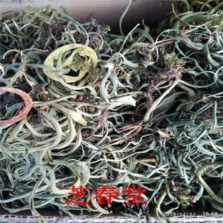 新货老挝化石草结石中草药中药材精挑缅甸茶消肿化石干货图2