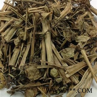 小丽百草行灯笼草 爆卜草 灯笼泡 鬼灯笼 打卜草 水灯笼草 苦灯笼草 荷卜草图2