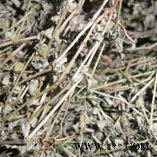 地锦草 统 地锦草  产地 广西 批发各种中药材图2