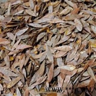 博落回  博落回籽 统货 产地 江苏省图2