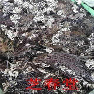 通经草 金丝草 止惊草 金线铜皮 铁骨草 分经草 小孩拳 伸筋草图2