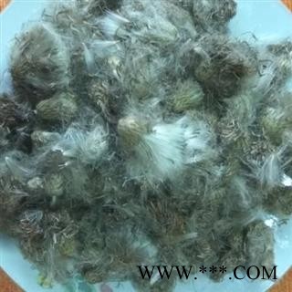 小丽百草行小蓟干花 小蓟花 小蓟花 小蓟花干花图2
