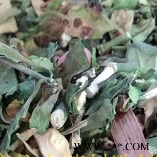 吉康药业大驳骨 大还魂黒叶爵床 龙头草 大驳骨消 大驳骨丹 大骨风 接骨木 大骨碎 大骨节草 大接骨图2