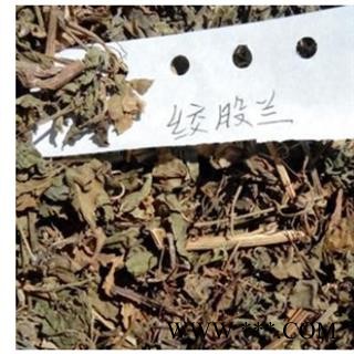 绞股蓝 产地直销绞股蓝药用绞股蓝 产地 安徽省图4