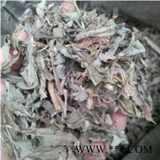 败酱草 黄花败酱统段 产地 山东省图3