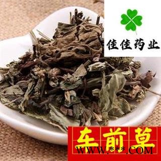 车前草 统 产地 山东省 产地直销图2