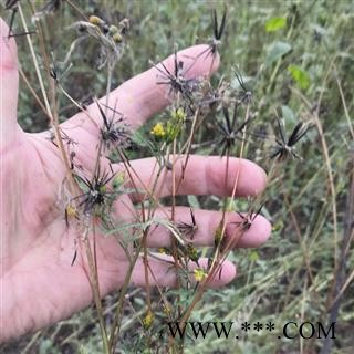 野生鬼针草 鬼针草全草统货 产地 河南省平顶山市汝州市可以机切（共药店）图4