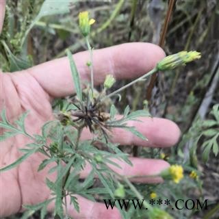 野生鬼针草 鬼针草全草统货 产地 河南省平顶山市汝州市可以机切（共药店）图1